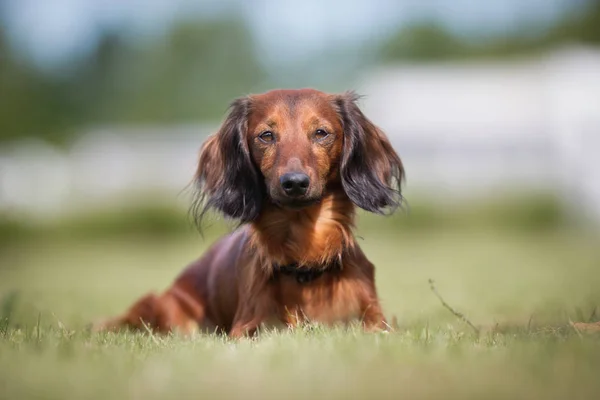 Köpek güneşli — Stok fotoğraf