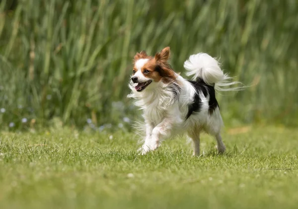 Small dog — Stock Photo, Image