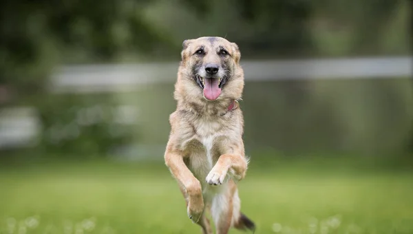 Hund på gräs — Stockfoto