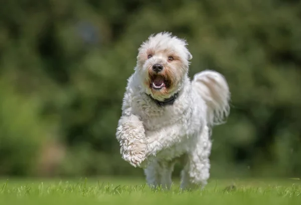 Happy active dog — Stock Photo, Image