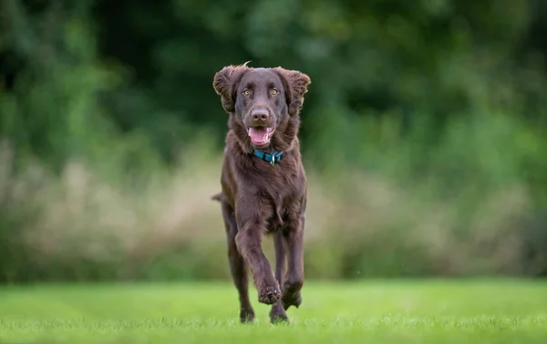 Düz kaplama av köpeği. — Stok fotoğraf