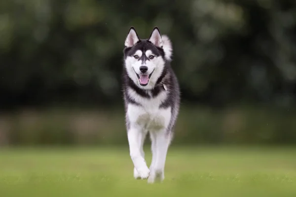 หนุ่ม ไซบีเรีย husky สุนัข — ภาพถ่ายสต็อก