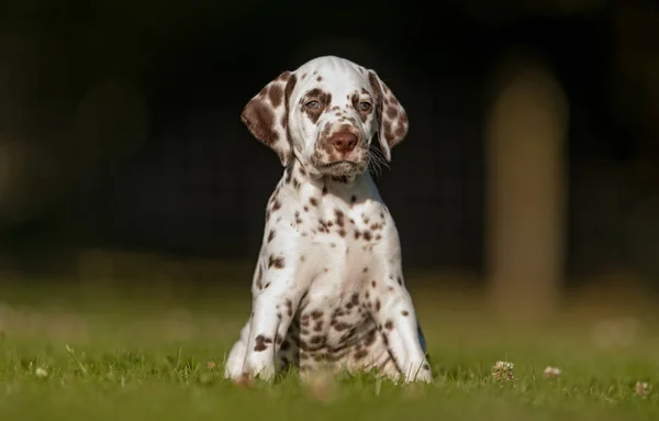Pies dalmatyńczyk szczenię — Zdjęcie stockowe