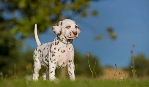 Cucciolo di cane dalmata — Foto Stock