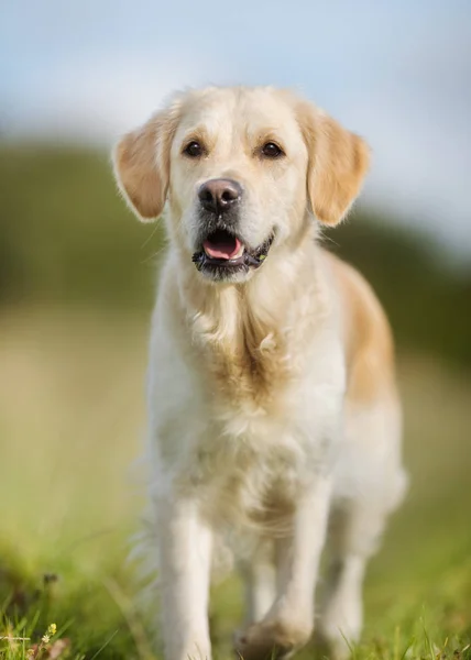 Ung golden retriever hund - Stock-foto