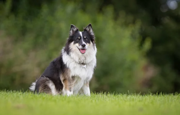 Islandsk fårehund - Stock-foto