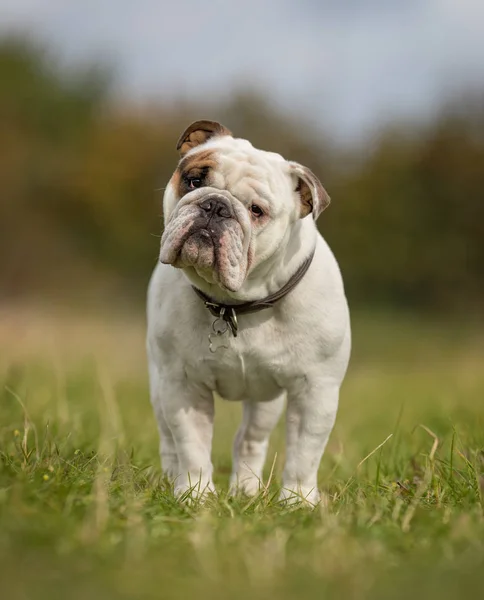 Angielski Buldog — Zdjęcie stockowe