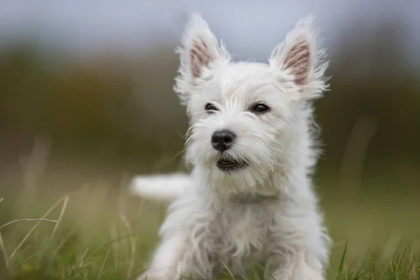 Biały pies terrier — Zdjęcie stockowe