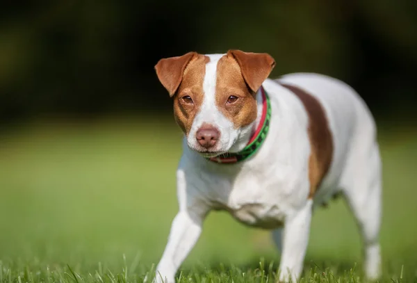 Cane nella natura nella giornata di sole — Foto Stock