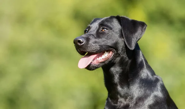 ブラックラブラドール犬 — ストック写真