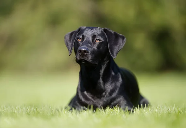 ブラックラブラドール犬 — ストック写真