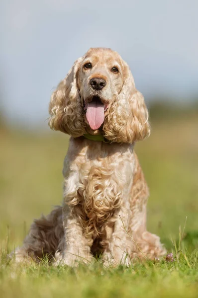 Cocker Spaniel perro — Foto de Stock