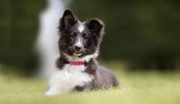 Genç kenar kömür ocağı köpek yavrusu — Stok fotoğraf