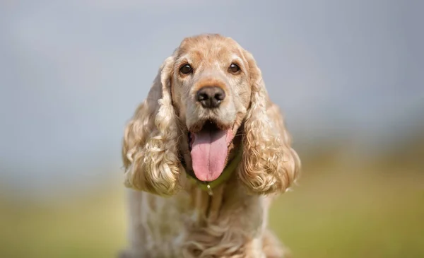 Cocker Spaniel Hund — Stockfoto
