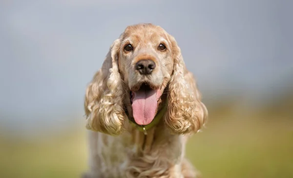 可卡犬狗 — 图库照片