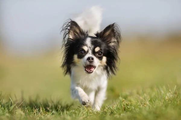 Chihuahua câine — Fotografie, imagine de stoc