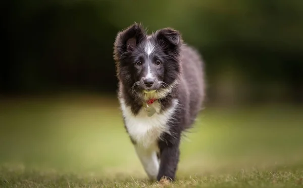 Young border collie dog puppy — Stock Photo, Image
