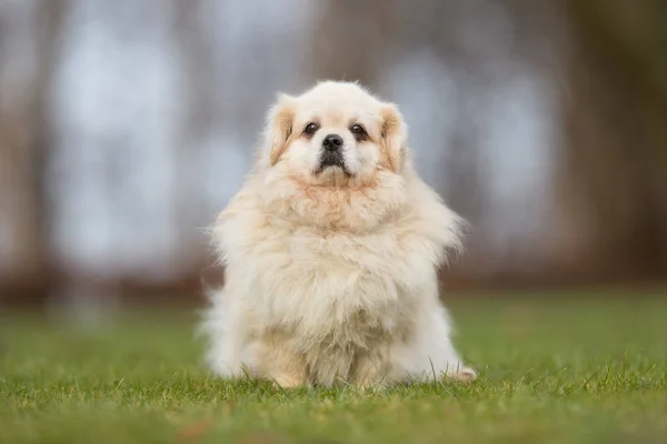 Perro Sano Pura Raza Fotografiado Aire Libre Naturaleza Día Soleado —  Fotos de Stock