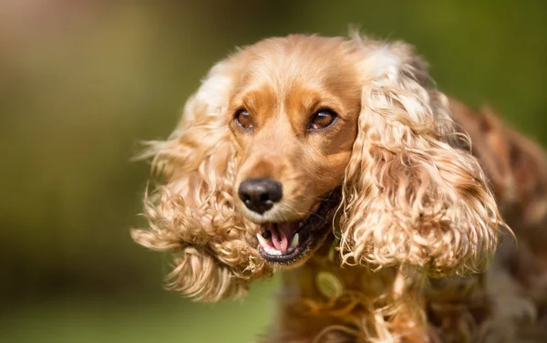 Cocker spaniel hond — Stockfoto