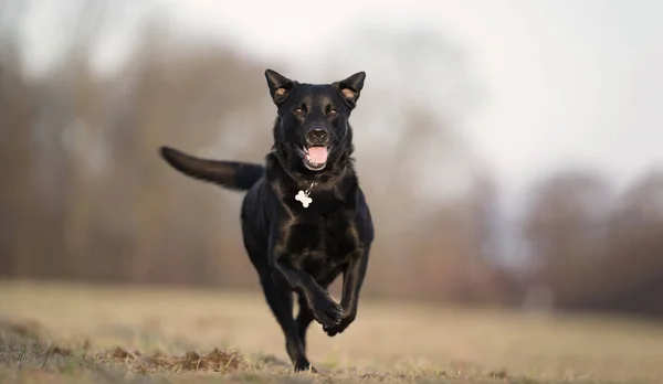 Reinrassiger Hund — Stockfoto