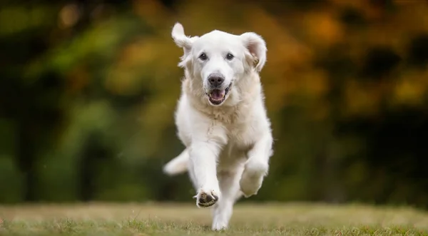 Golden retriever hund - Stock-foto