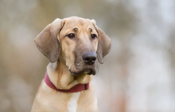 Cane in natura — Foto Stock