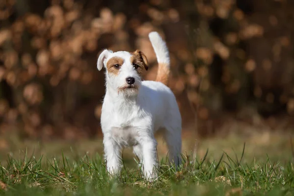 Чистокровних собака Джек Рассел тер'єр — стокове фото