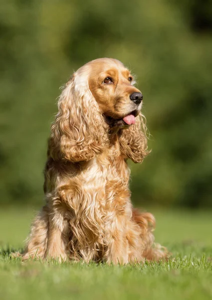 สุนัขสแปเนียลค็อกเกอร์ — ภาพถ่ายสต็อก