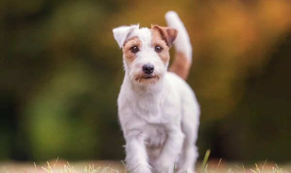 Jack Russel terrier câine — Fotografie, imagine de stoc