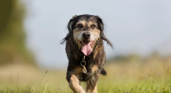 Cão na natureza — Fotografia de Stock