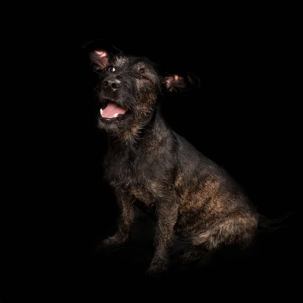 Cão de raça pura — Fotografia de Stock