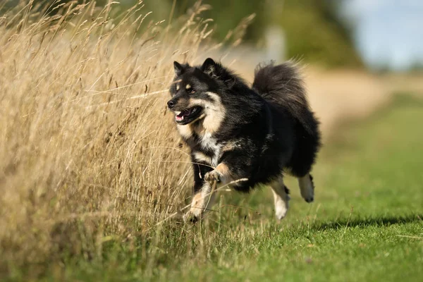 Finse Lappenhond hond Rechtenvrije Stockfoto's