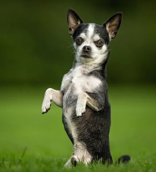 吉娃娃狗在草地上 免版税图库照片