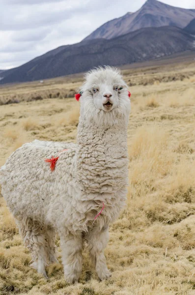 Lindo retrato de alpaca —  Fotos de Stock