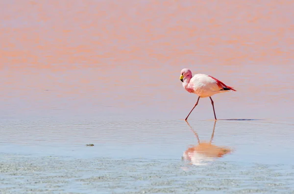 Flamingo no lago — Fotografia de Stock