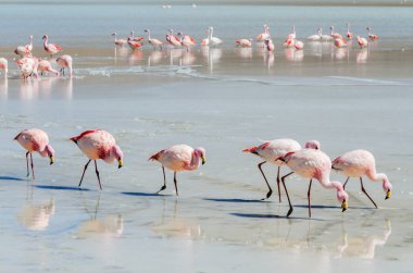 Flamingo göl üzerinde