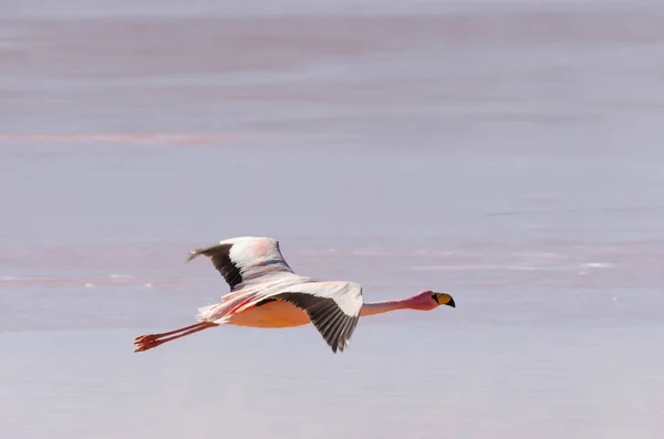 Flamingo voador sobre o lago — Fotografia de Stock