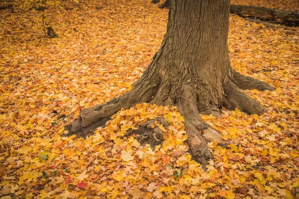 Autunno alberi riflessione in acqua — Foto Stock