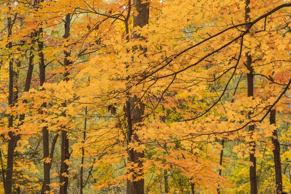 Herfst bomen weerspiegeling in water — Stockfoto