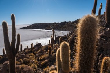 Altiplano adada kaktüs