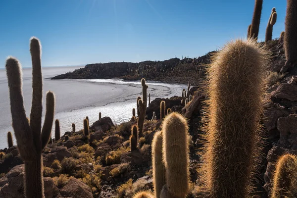 Isla de Cactus en el Altiplano — Foto de Stock