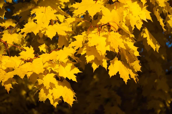 Hojas de otoño fondo —  Fotos de Stock