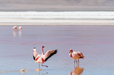Flamingo Altiplano üzerinde dans