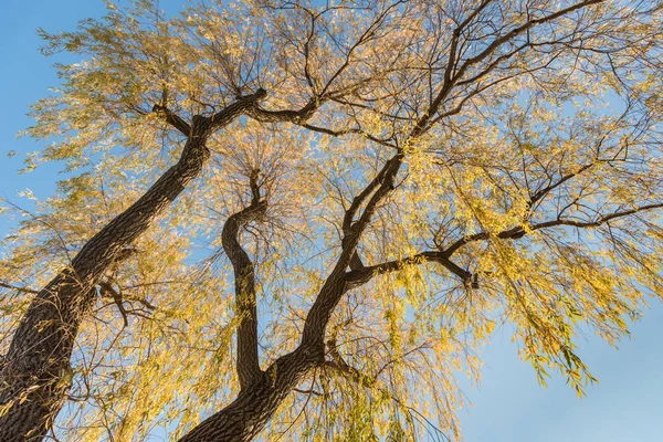 Gouden wilgen — Stockfoto