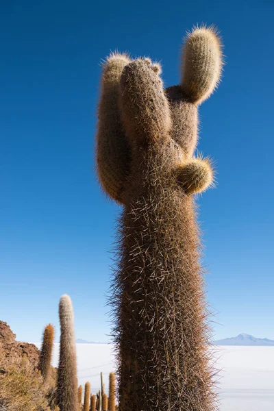 Kaktus proti modré obloze — Stock fotografie