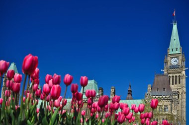 Ottawa Lale Festivali
