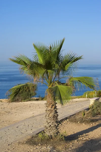 Small palm tree on the Mediterranean coast — Stock fotografie