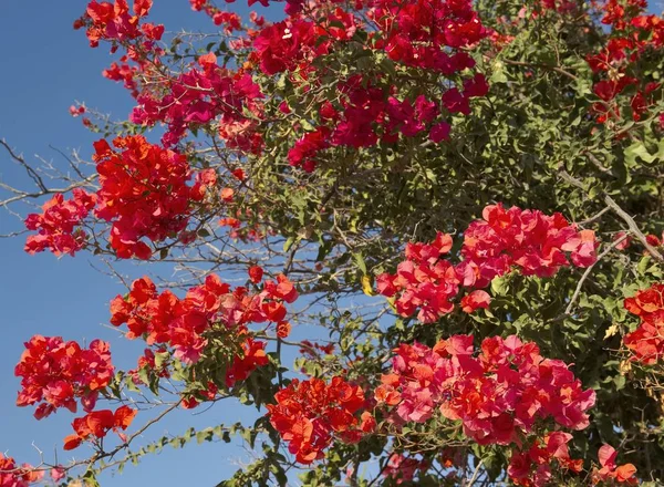 Bougainvillea garden, nyctaginaceae, Cyprus — Stock Photo, Image