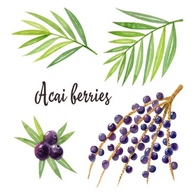 Beyaz arka planda yeşil yapraklı, böğürtlenli ve acai dallı organik süper yiyecekler. Suluboya el çizimi çizimi.
