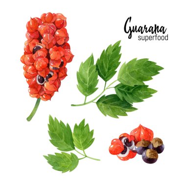 Organik süper gıda guarana (Paulinia cupana) bitki dalı, yaprak, meyve ve tohumlarla suluboya çizimi